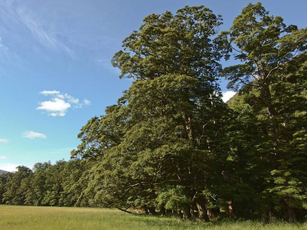 Mature Lophozonia menziesii (tāwhai) trees with dense green foliage and broad crowns at the edge of a grassy clearing under a blue sky.