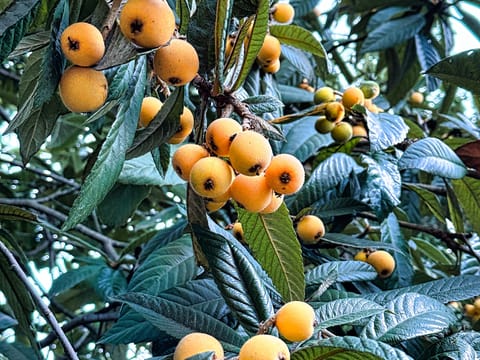 Loquat japonica 'Golden Orb'