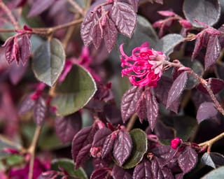 Loropetalum chinense var. rubrum 'Fire Dance' (Chinese Fringe Flower) with a bright pink strap-petalled bloom among deep purple-red leaves on slender brown stems.