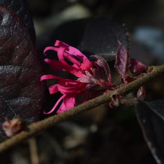 Loropetalum chinense var. rubrum 'Fire Dance' (Chinese Fringe Flower) close-up of a bright pink strap-petalled flower on a hairy brown stem beside dark purple leaves.
