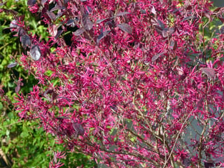 Loropetalum chinense var. rubrum 'Fire Dance' (Chinese Fringe Flower) shrub covered in bright pink strap-petalled blooms among dark purple foliage, with green leaves behind.
