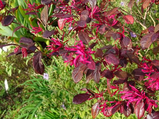 Loropetalum chinense var. rubrum 'Fire Dance' (Chinese Fringe Flower) branches with deep burgundy leaves and bright pink strap-petalled flowers, set against green garden foliage.