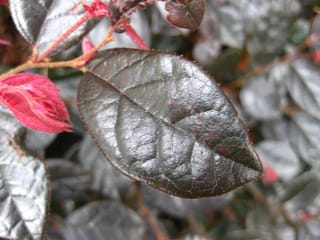 Close-up of a glossy dark burgundy leaf of Loropetalum chinense var. rubrum 'Fire Dance' (Chinese Fringe Flower), with pink flower buds on slender stems beside it.