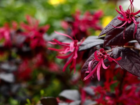 Loropetalum chinense var. rubrum 'Fire Dance'