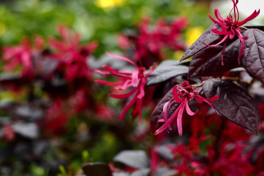 Loropetalum chinense var. rubrum 'Fire Dance' (Chinese Fringe Flower) with bright pink strap-petalled flowers among dark purple-burgundy leaves, against a blurred garden background.
