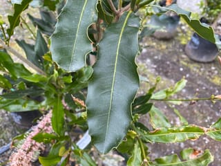 Macadamia 'Beaumont' foliage, with large glossy dark green leaves with wavy, toothed edges and pale midribs, and a pink flower spike beside potted plants.