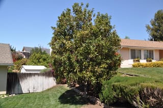 Macadamia 'Beaumont' tree with dense, dark green foliage and a single trunk, growing in a suburban garden beside a timber fence and lawn.