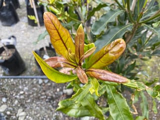 Macadamia 'Beaumont' new growth, a whorl of glossy bronze-red and golden-green leaves at a shoot tip, with mature green foliage and potted plants behind.