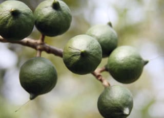 Close-up of Macadamia 'Beaumont' nuts, round green husks with small pointed tips hanging in a cluster from a bare brown stem.