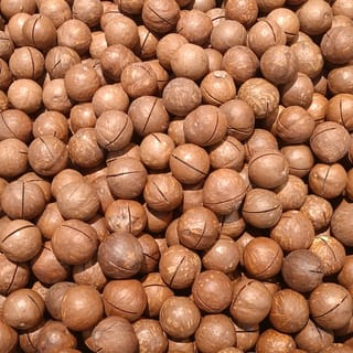 Macadamia 'TM2' nuts in their round brown shells, many with a thin cut line, piled closely together in bright sunlight.
