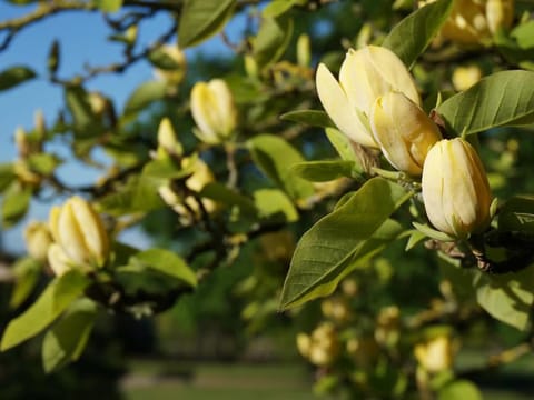 Magnolia acuminata 'Koban Dori'
