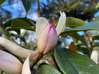 Michelia 'Allure' flower bud, pink-flushed and closed, among creamy-white petals and glossy dark green leaves on a branch against blue sky.