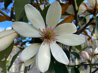 Close-up of a Michelia 'Allure' flower with creamy white petals and a green centre ringed by reddish stamens, among dark green leaves and buds.