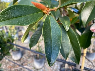 Michelia 'Allure' foliage, glossy dark green leaves with fine veining and a brown furry bud at the branch tip, with potted plants behind.