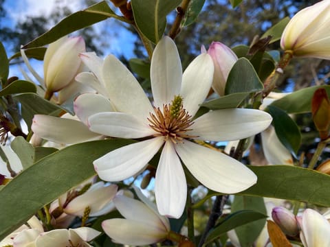 Michelia 'Allure'