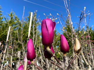 Magnolia 'Amethyst Flame' with deep purple-pink flower buds on bare branches, one furry green bud beside them, against a blue sky.