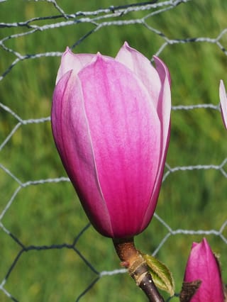 Magnolia 'Amethyst Flame' flower bud in deep pink-purple, fading paler at the tips, on a brown stem with a small green leaf, in front of wire netting.
