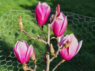 Magnolia 'Amethyst Flame' (magnolia) bare branches carrying four deep pink goblet-shaped flowers and buds, with wire netting and grass behind.