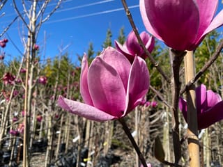 Magnolia 'Amethyst Flame' flowers in pink-purple on bare branches, with young staked trees in nursery rows under a clear blue sky.