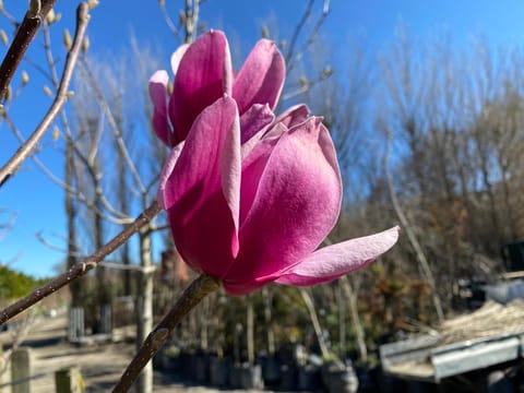 Magnolia 'Amethyst Flame'