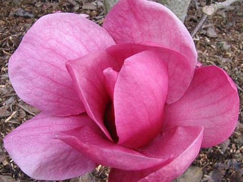 Magnolia 'Arabian Nights'