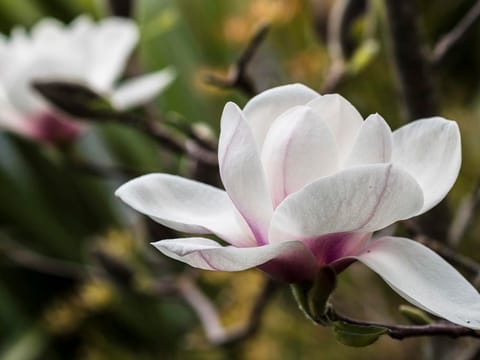Magnolia 'Athene'
