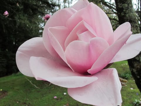 Magnolia 'Atlas'