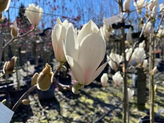 Magnolia 'Billowing Cloud' flowers, white with a faint pink flush at the base, on bare branches with furry buds in a sunny nursery.