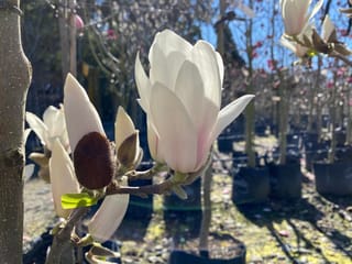 Magnolia 'Billowing Cloud' branch with a white flower flushed pink at the base and furry buds, with potted trees behind in a nursery.