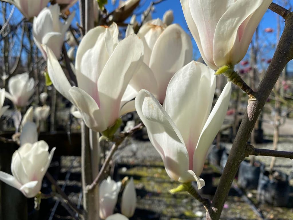 Magnolia 'Billowing Cloud' with white, upright flowers flushed pink at the base, on bare branches against a blue sky in a nursery.