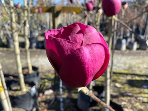 Magnolia 'Black Tulip'