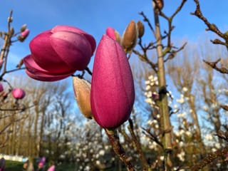 Magnolia 'Brixton Belle' flower buds in deep pink, one closed and one opening, on bare branches against a blue sky.