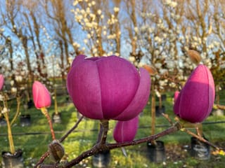 Magnolia 'Brixton Belle' with deep pink-purple closed flower buds on bare branches, with potted nursery trees and white-flowering magnolias behind.