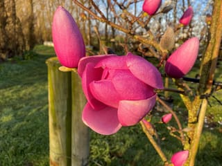 Magnolia 'Brixton Belle' (Magnolia) with a deep pink flower opening beside several pink buds on bare branches, with a wooden post and grass behind.