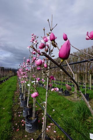 Magnolia 'Brixton Belle' (magnolia) grown in black planter bags in a nursery row, with bare stems carrying pink flower buds and open blooms.