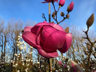 Magnolia 'Brixton Belle' flower in deep pink, shown with furry buds on bare branches against a blue sky.