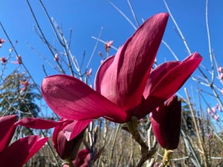 Magnolia 'Burgundy Star' flowers, deep wine-red open blooms and closed buds on bare branches, seen from below against a clear blue sky.