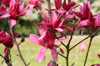 Magnolia 'Burgundy Star' flowers with narrow, star-like deep pink to wine-red petals on bare dark branches, against a blurred green lawn.