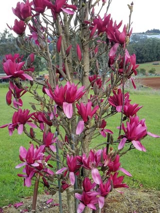 Magnolia 'Burgundy Star' in full bloom, a bare-branched young tree covered in deep wine-red flowers and buds, staked on a grassy slope.