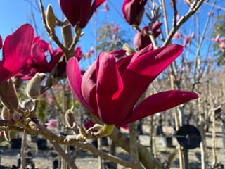 Magnolia 'Burgundy Star' flowers, deep wine-red and open on bare branches with furry buds, in a nursery under a blue sky.