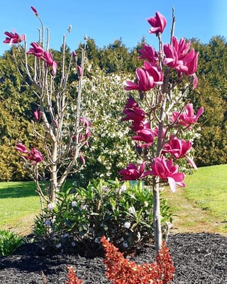 Magnolia 'Burgundy Star' with deep pink-red flowers on bare upright branches, planted in dark mulch beside a white-flowering shrub and hedge.