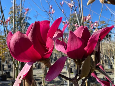 Magnolia 'Burgundy Star'