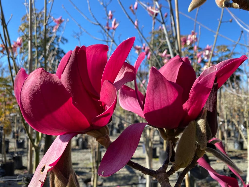 Magnolia 'Burgundy Star' with two deep wine-red flowers and furry buds on bare branches, in a nursery with potted trees behind.