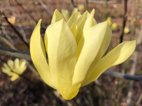 Magnolia 'Butterflies'