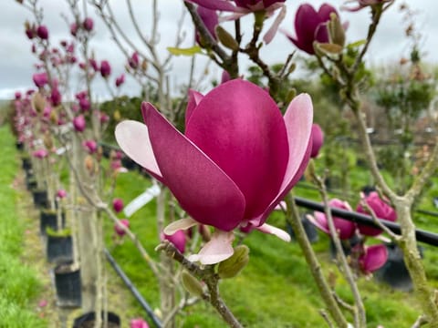 Magnolia 'Cameo'