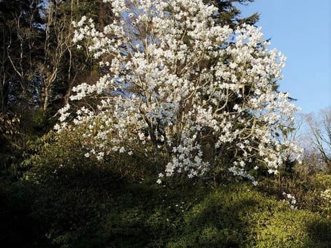 Magnolia campbellii 'Alba'
