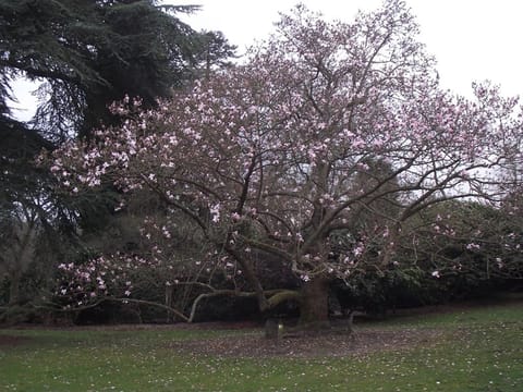 Magnolia campbellii 'Charles Raffill'