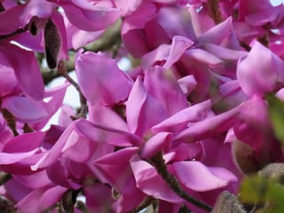 Close-up of Magnolia campbellii 'Lanarth' (Campbell's Magnolia), showing clustered pink-magenta blooms on bare branches, with furry brown buds visible among the petals.