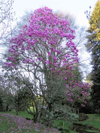 Magnolia campbellii 'Lanarth' (Campbell's Magnolia), a tall bare-branched tree covered in magenta-pink blooms, with fallen petals on the lawn beside a stream.
