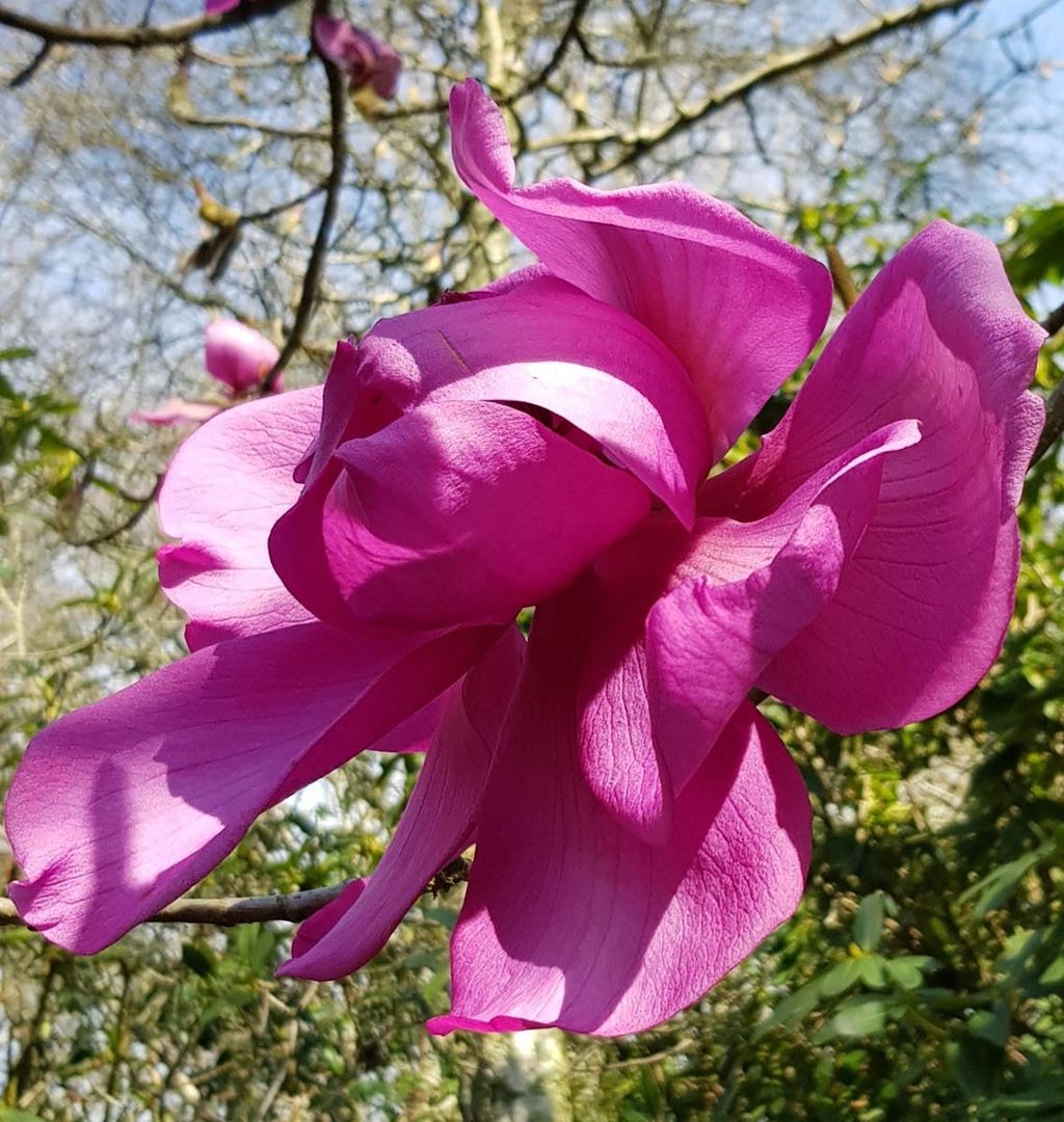 Magnolia campbellii 'Lanarth' (Campbell's Magnolia) with a large, open magenta-pink bloom on a bare branch, with more buds and blue sky behind.